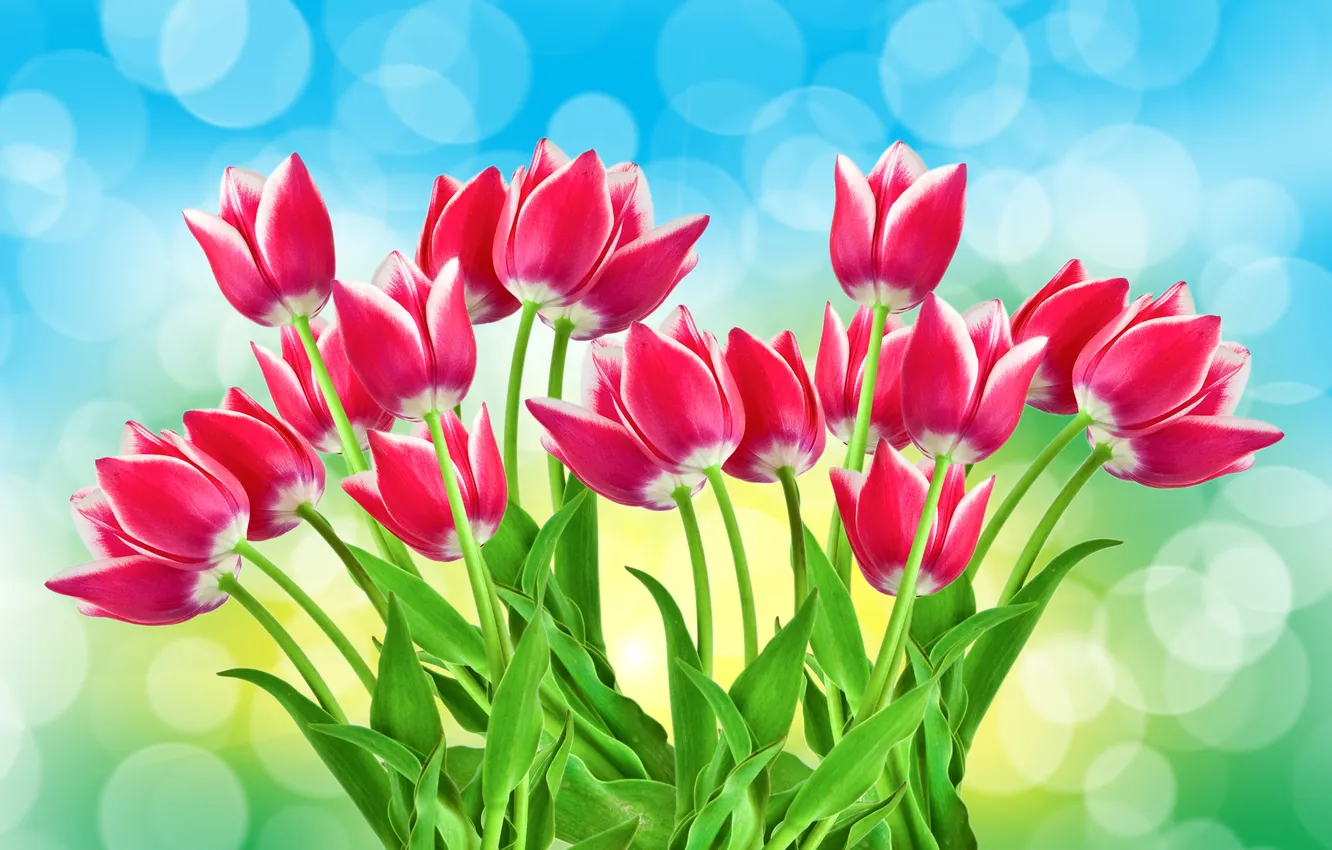 Photo wallpaper glare, background, tulips, pink