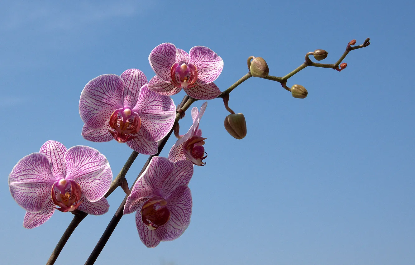 Photo wallpaper the sky, branches, petals, buds