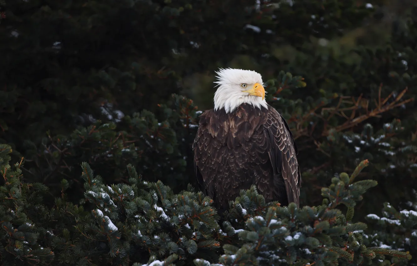 Photo wallpaper snow, needles, bald eagle, bird, branches