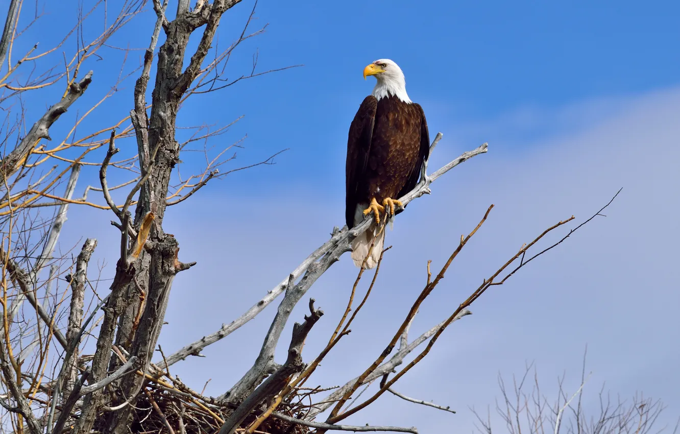 Photo wallpaper the sky, clouds, branch, socket, Bald eagle