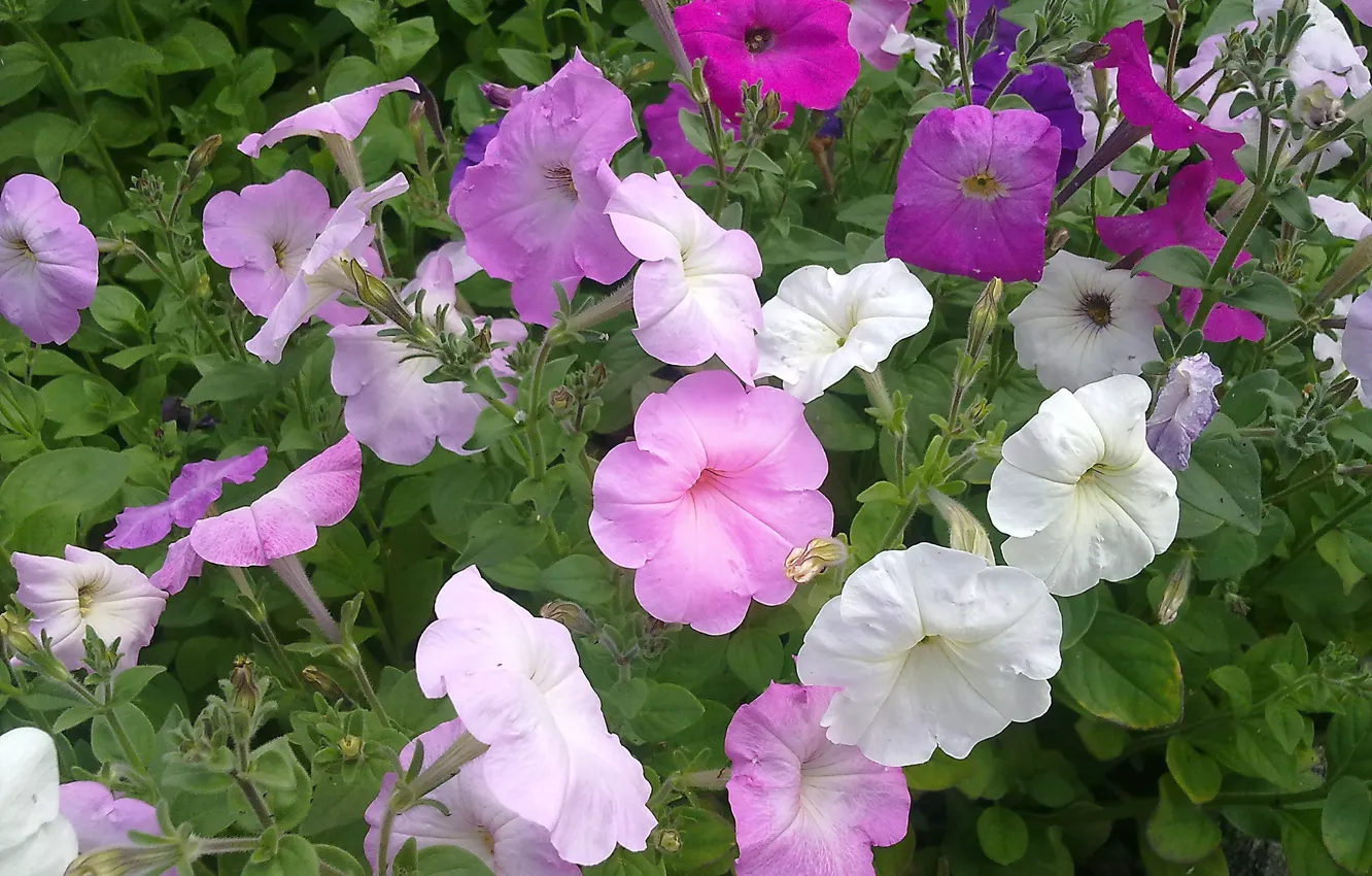 Photo wallpaper summer, flowers, Petunia, modest beauty