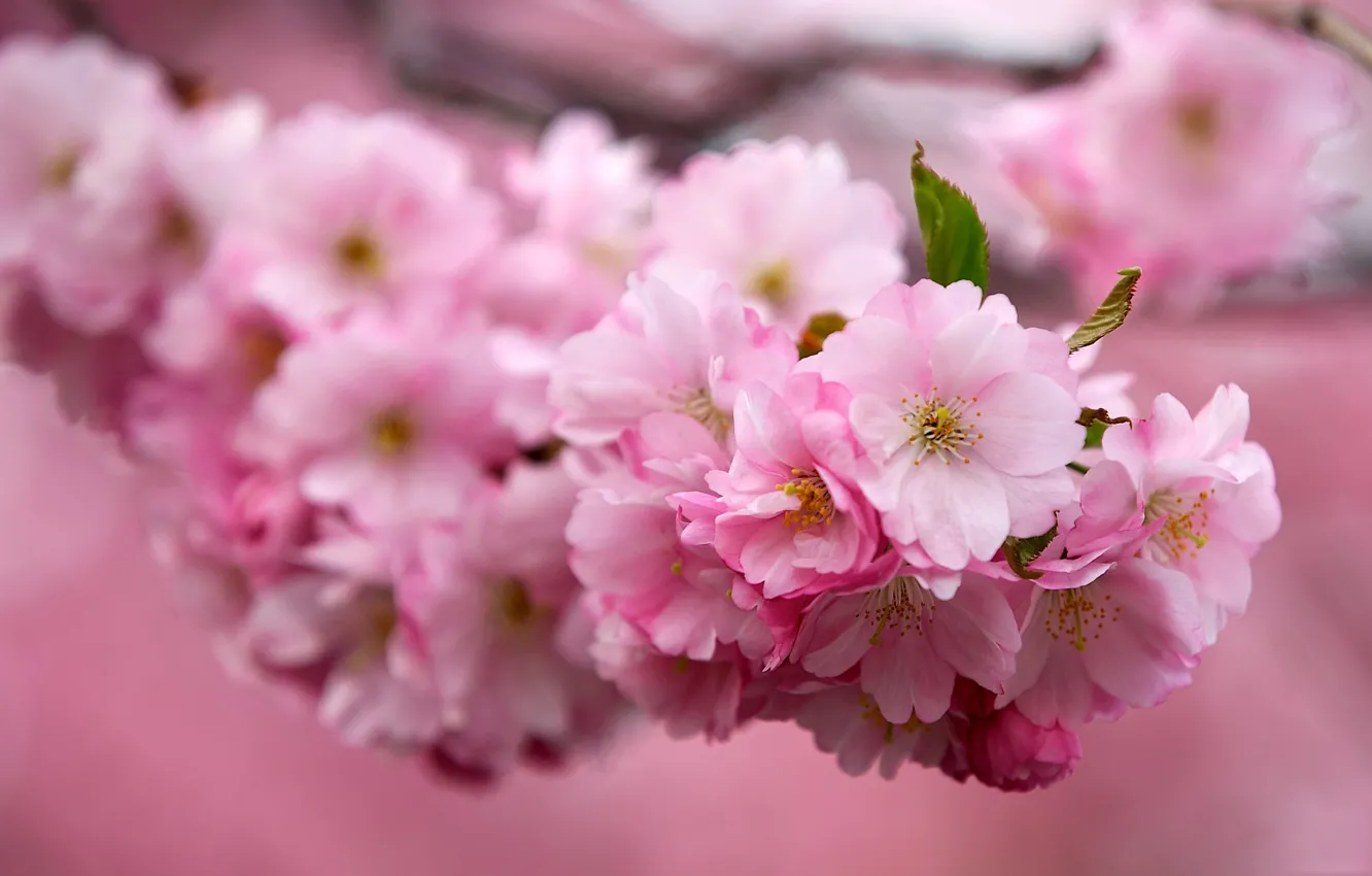 Photo wallpaper flowers, branches, cherry, Sakura