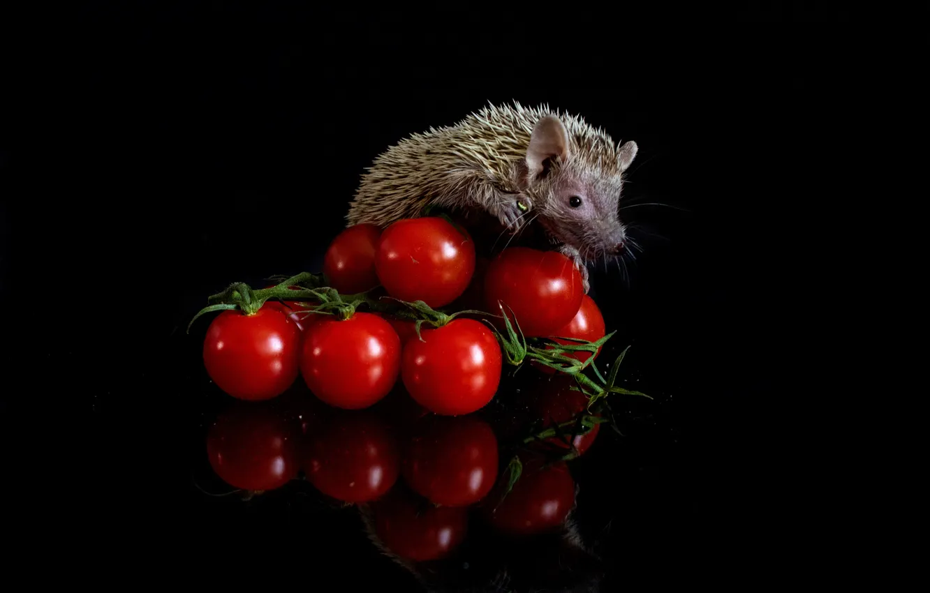 Photo wallpaper look, reflection, muzzle, red, hedgehog, black background, tomatoes, tomatoes