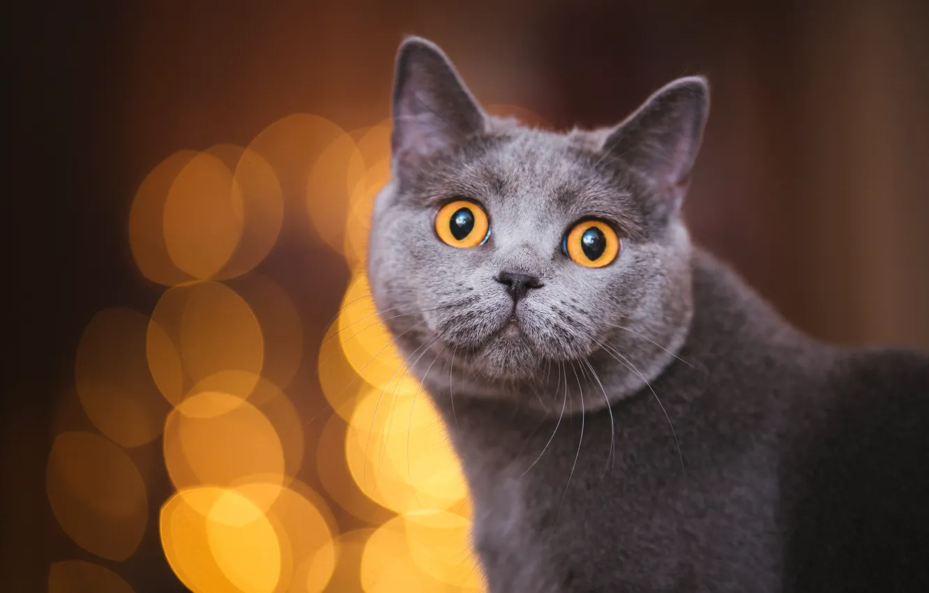 Photo wallpaper cat, cat, look, face, the dark background, portrait, grey, bokeh
