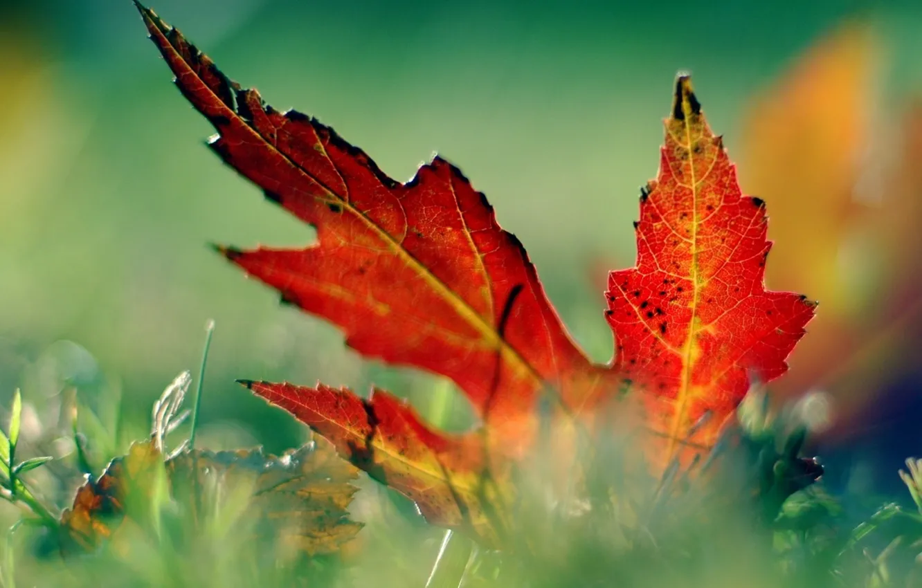 Photo wallpaper grass, macro, leaf