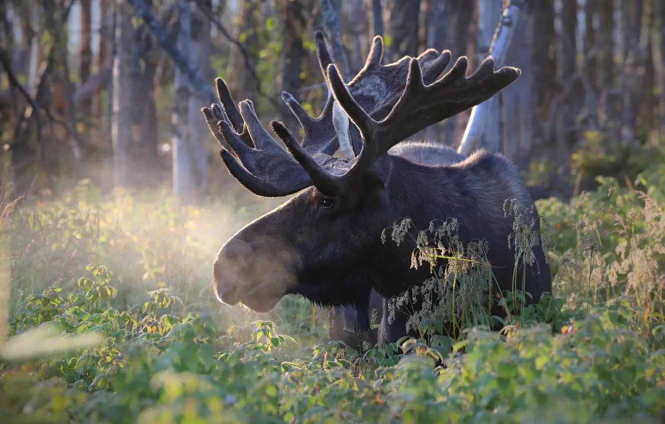 Photo wallpaper greens, forest, face, nature, horns, moose