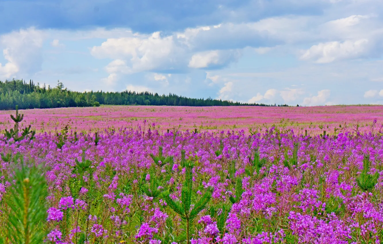 Photo wallpaper summer, the sky, clouds, flowers, meadow