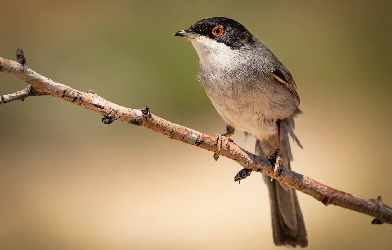 Photo wallpaper branches, bird, olive Warbler