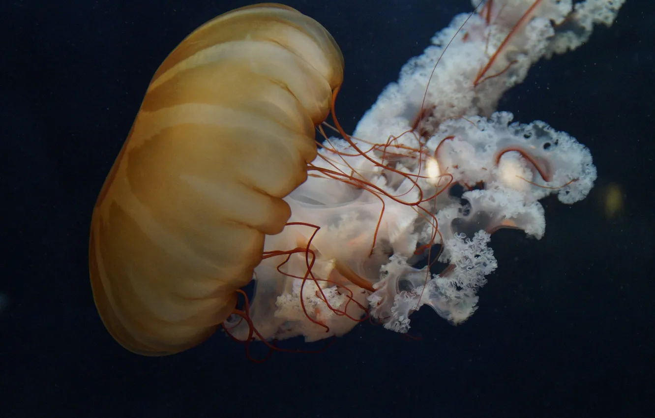 Photo wallpaper background, the ocean, jellyfish