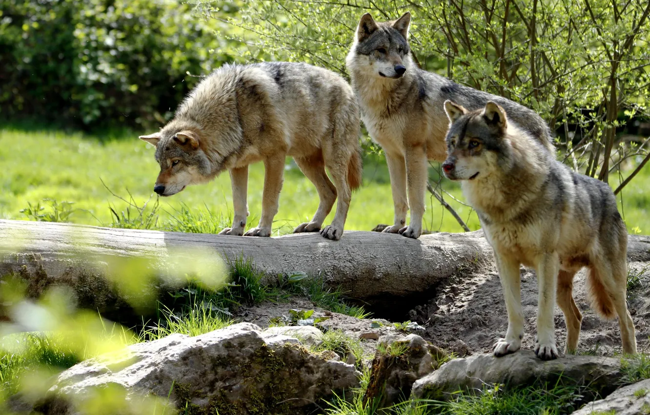 Photo wallpaper nature, Gray Wolf, face, animal, wolf, canis lupus, wildlife, head