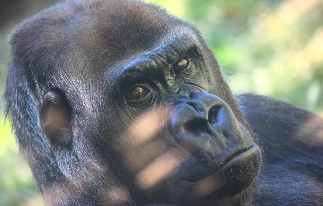 Photo wallpaper look, face, light, black, portrait, monkey, gorilla, bokeh