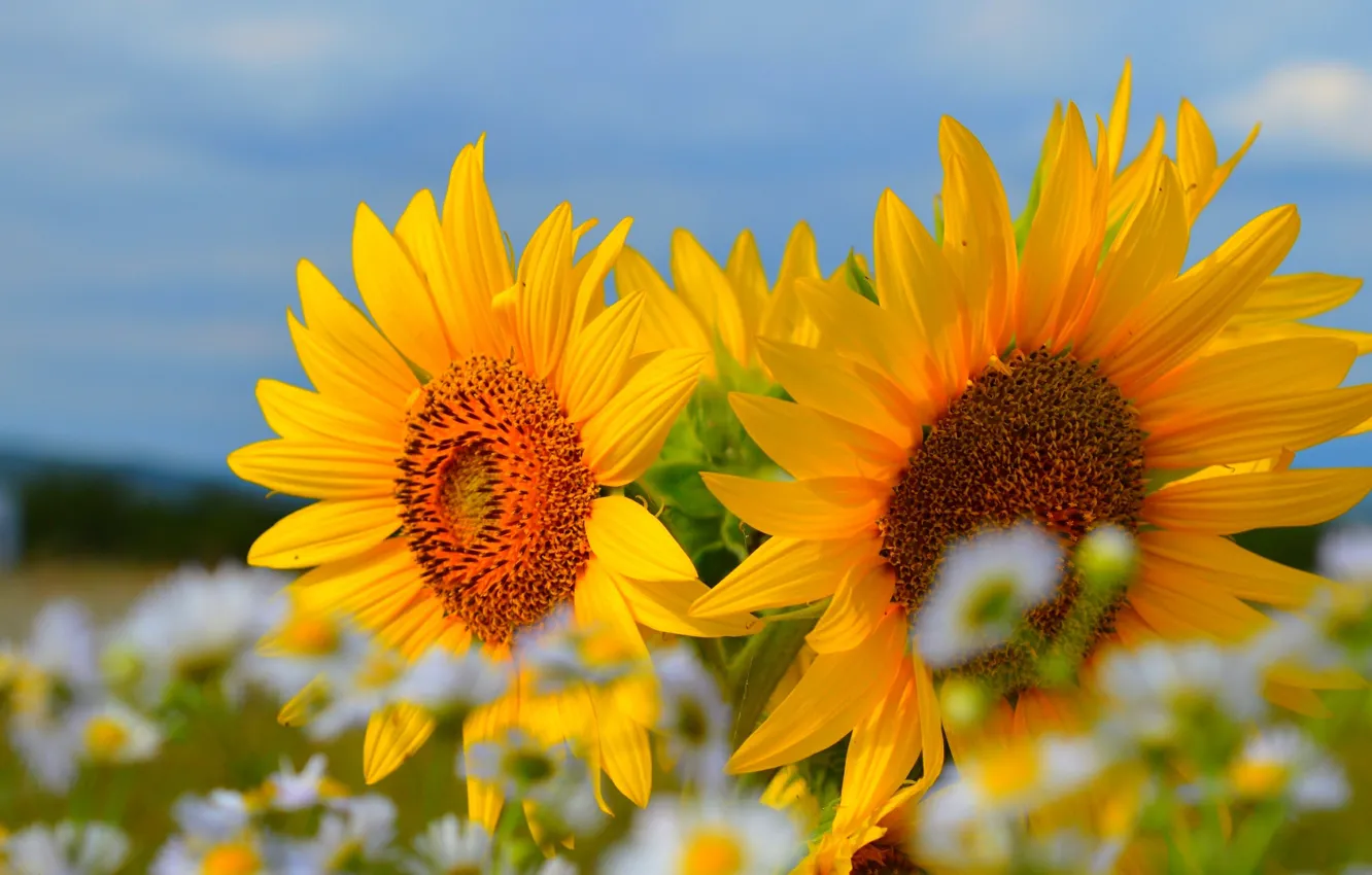 Photo wallpaper summer, sunflowers, summer, sunflowers