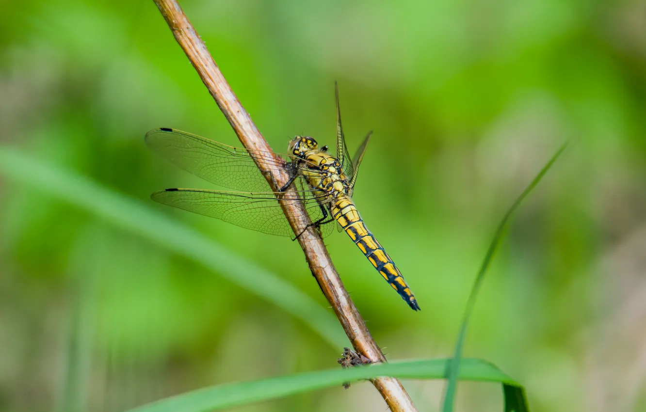 Photo wallpaper summer, macro, nature, dragonfly, sitting