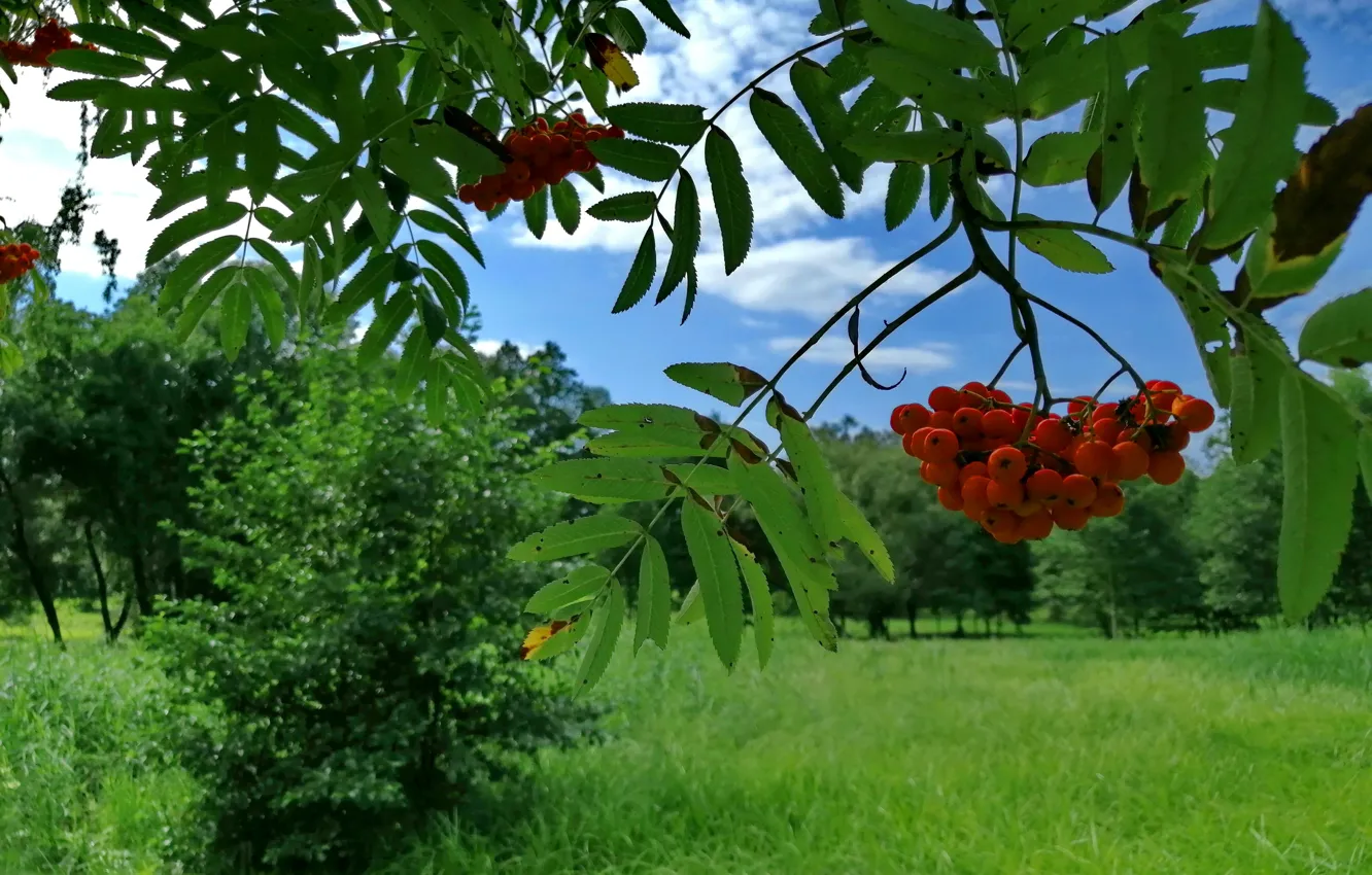 Photo wallpaper summer, Park, Rowan, August