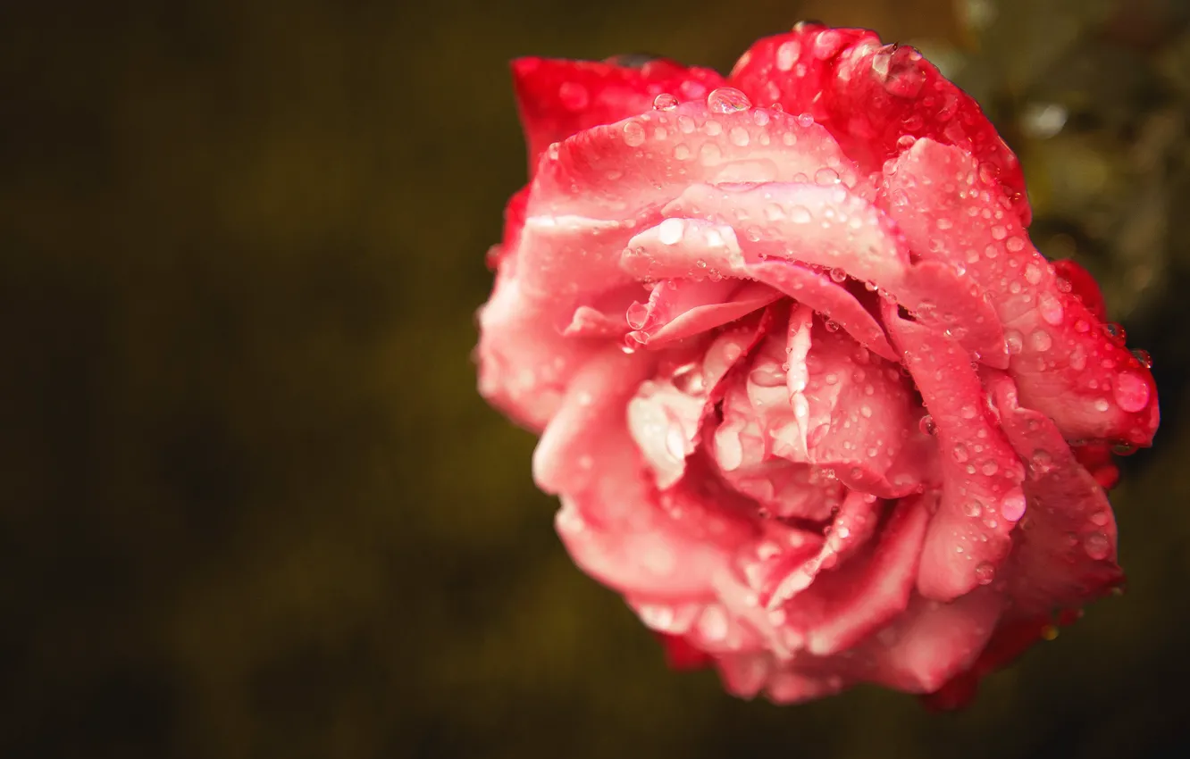 Photo wallpaper drops, flowers, Rosa, background, roses, rose red