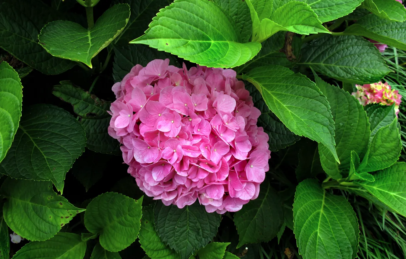 Photo wallpaper pink flowers, flowers, Pink flowers