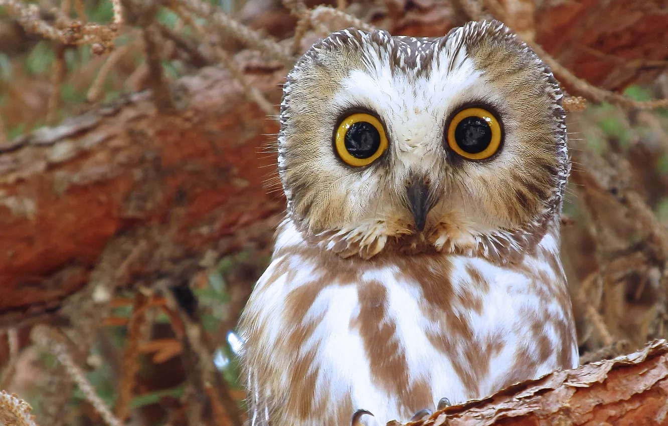 Photo wallpaper owl, bird, eyes, North American boreal owl