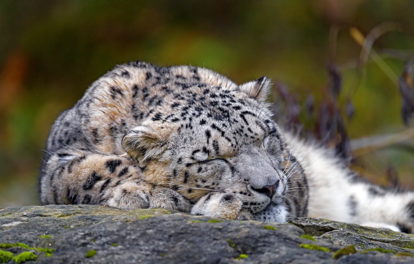 Photo wallpaper face, nature, sleep, sleeping, lies, IRBIS, snow leopard