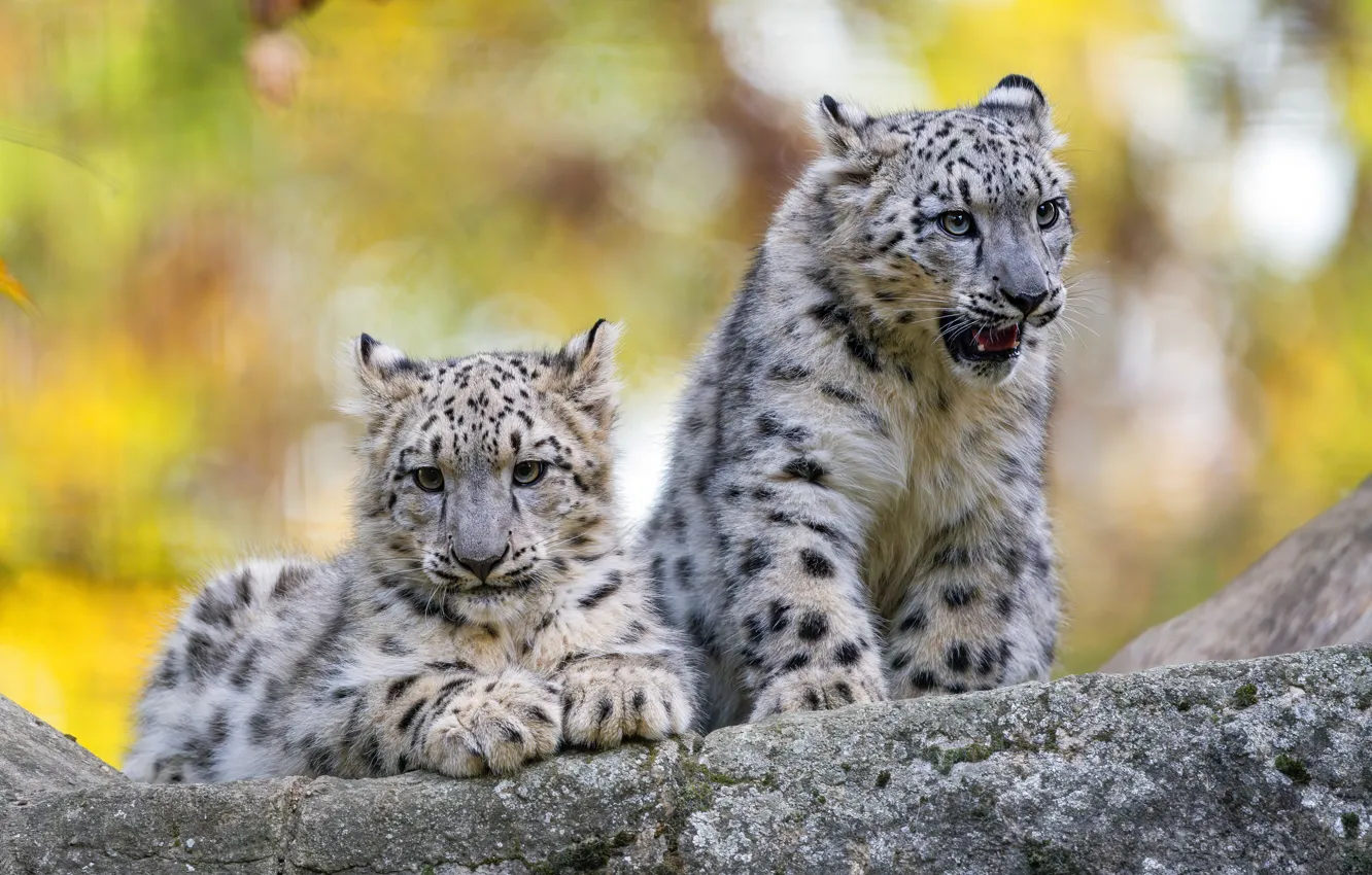Photo wallpaper baby, snow leopard, cub, a couple, snow leopards
