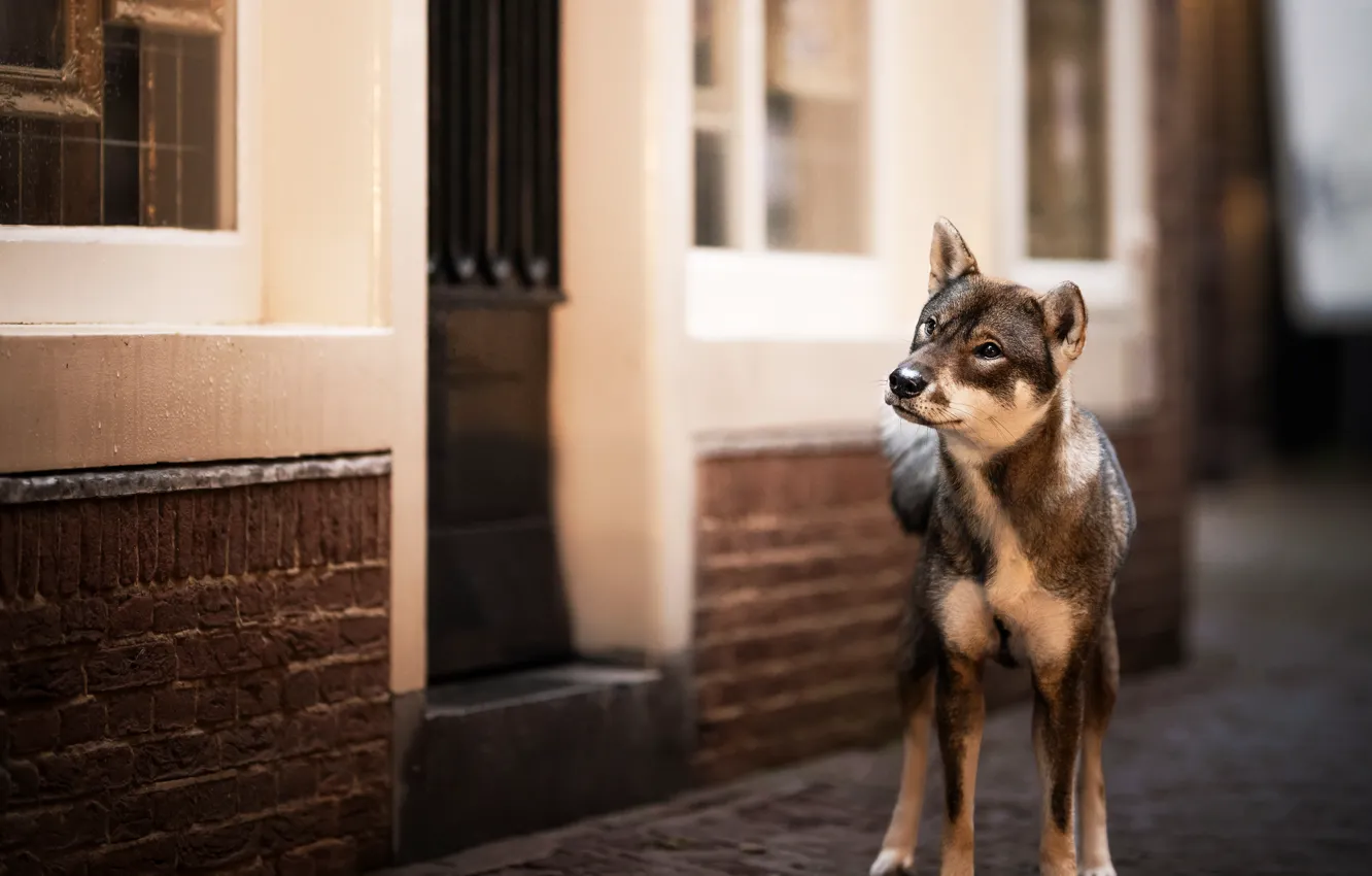 Photo wallpaper look, the city, street, building, home, dog, the door, window