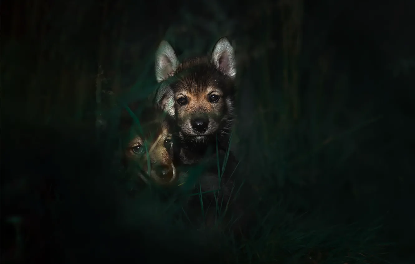 Photo wallpaper nature, background, dog, puppy