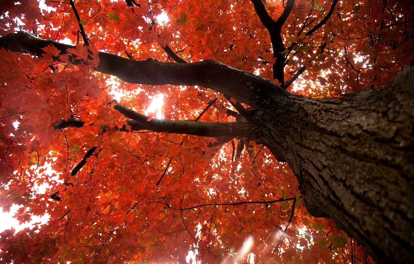 Photo wallpaper autumn, foliage, maple, the trunk of the tree