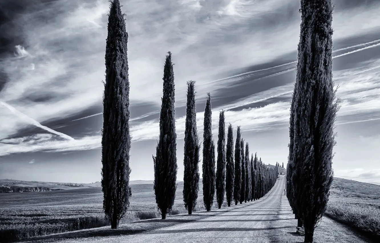 Photo wallpaper road, trees, Italy, Tuscany