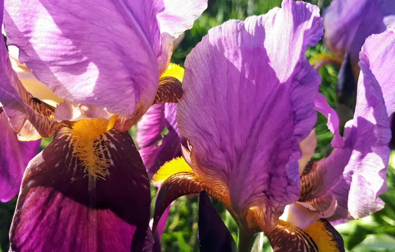 Photo wallpaper flowers, nature, flower, nature, iris