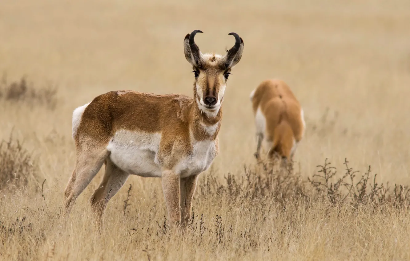 Photo wallpaper grass, nature, horns, antelope, pronghorn