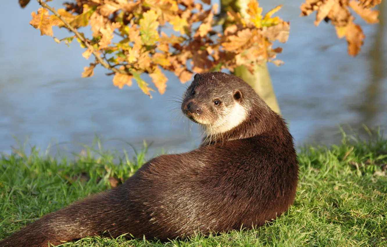 Photo wallpaper grass, look, muzzle, otter