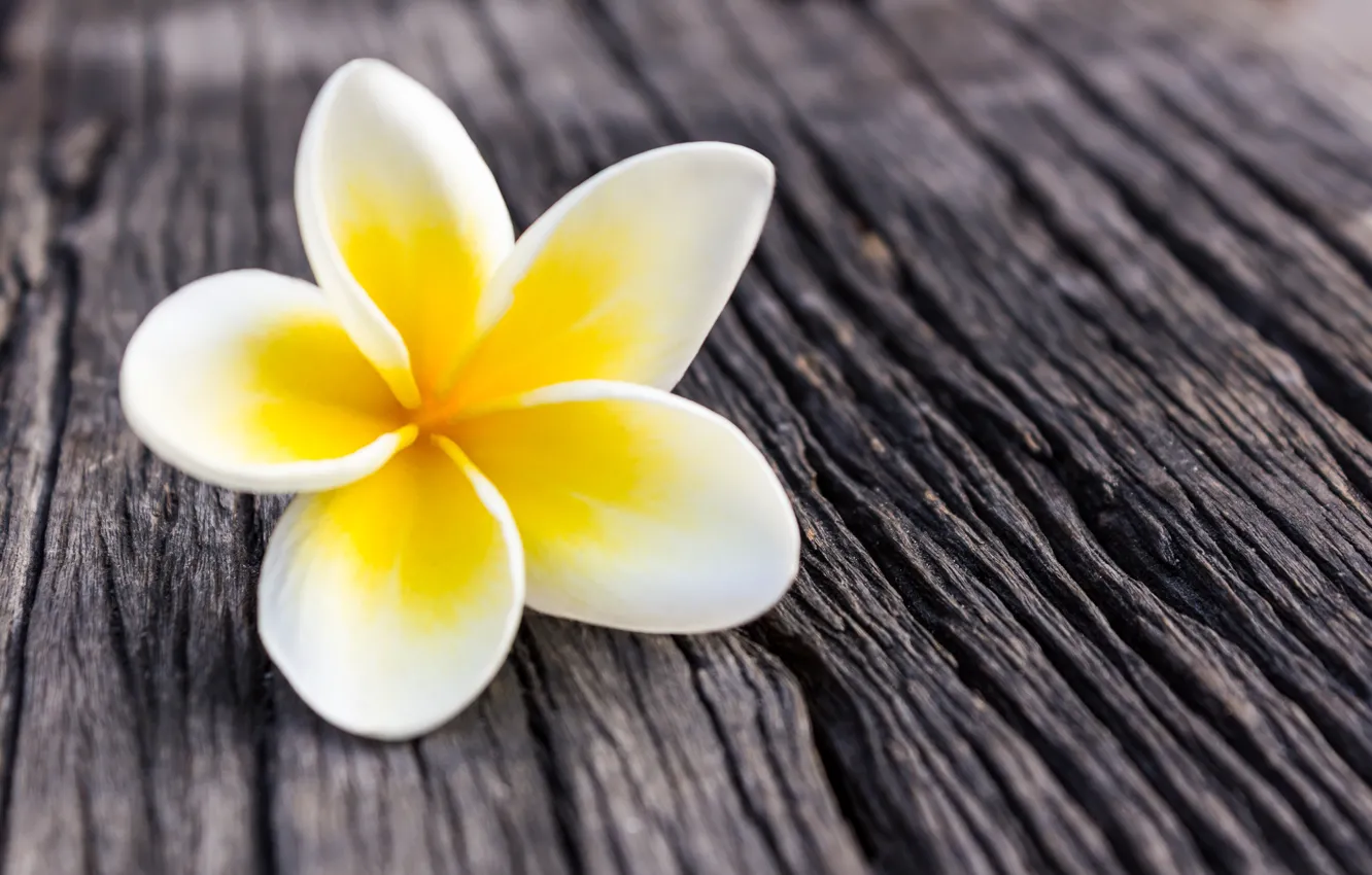 Photo wallpaper flowers, petals, white, flower, wood, plumeria, plumeria