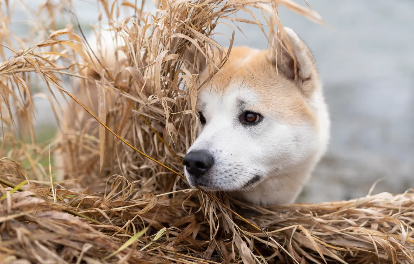 Photo wallpaper grass, face, dog, Akita inu
