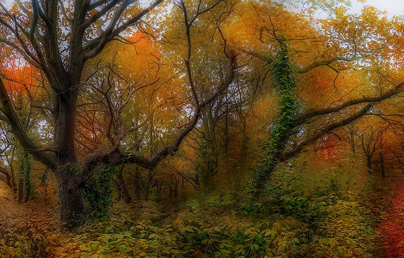 Photo wallpaper autumn, trees, nature
