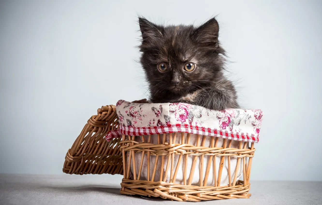 Photo wallpaper kitty, basket, Blackie