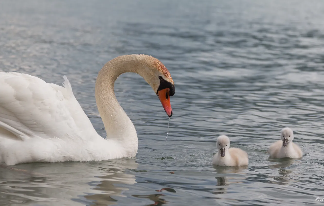 Photo wallpaper lake, baby, swans