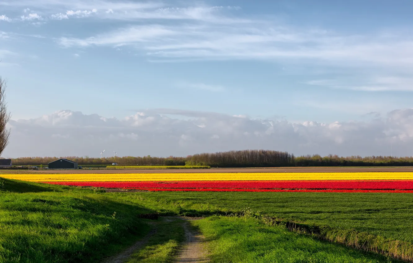 Photo wallpaper road, field, flowers, nature