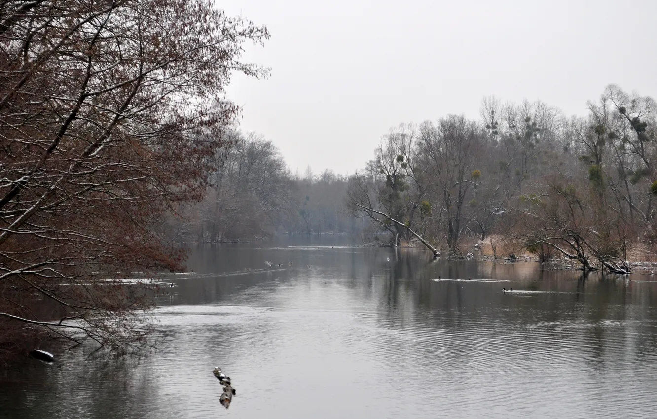 Photo wallpaper winter, forest, river, duck
