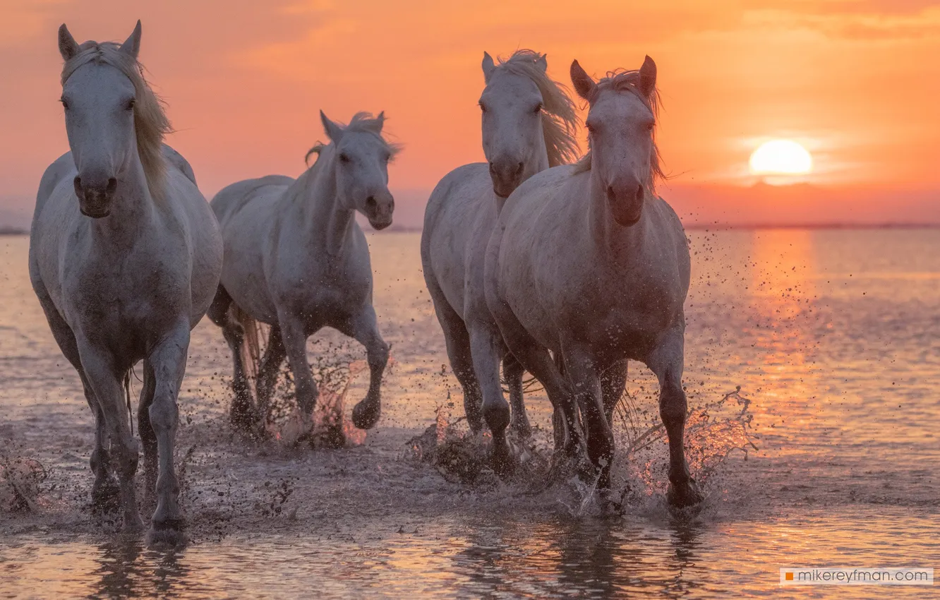 Photo wallpaper sea, sunset, white horse, Mike Reifman