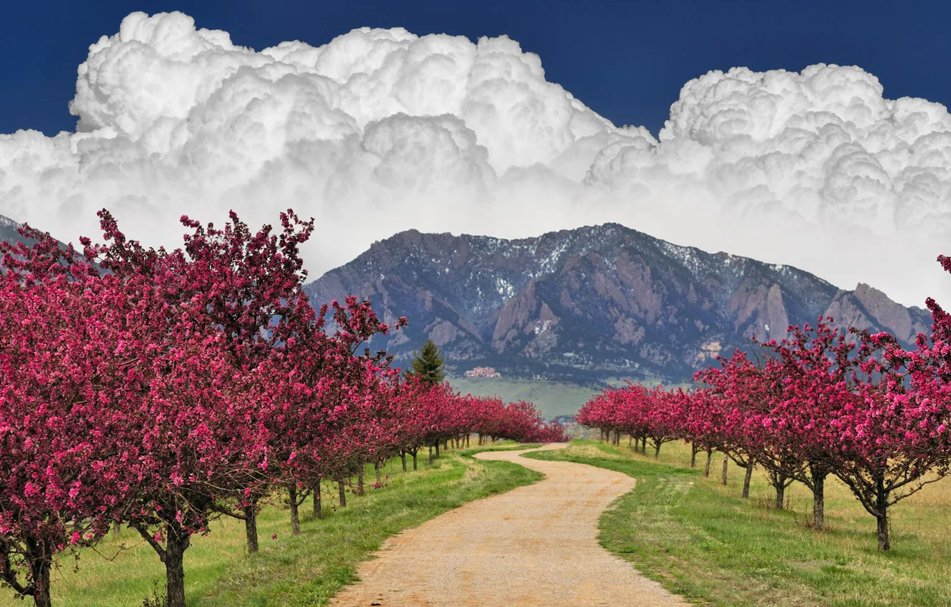 Photo wallpaper road, the sky, clouds, trees, mountains, flowering