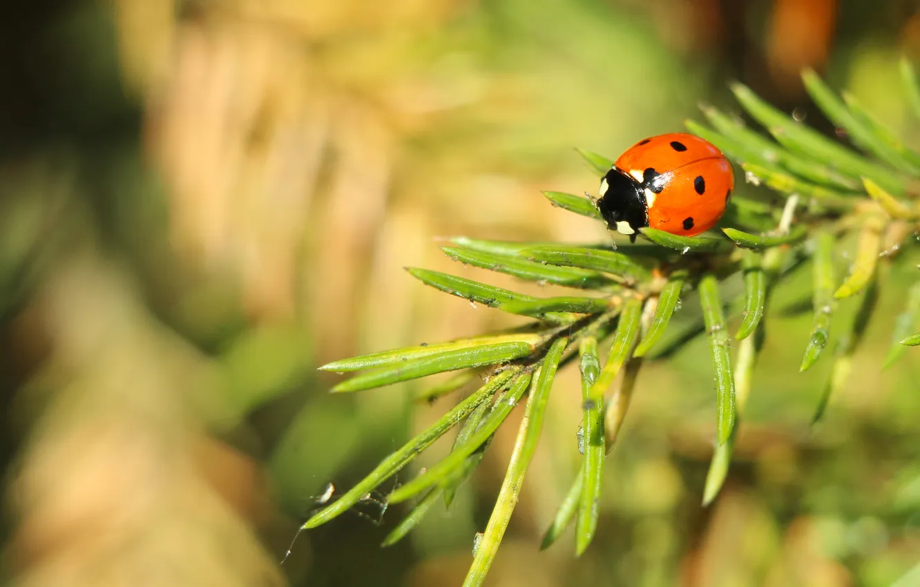 Photo wallpaper red, insect, ladybird