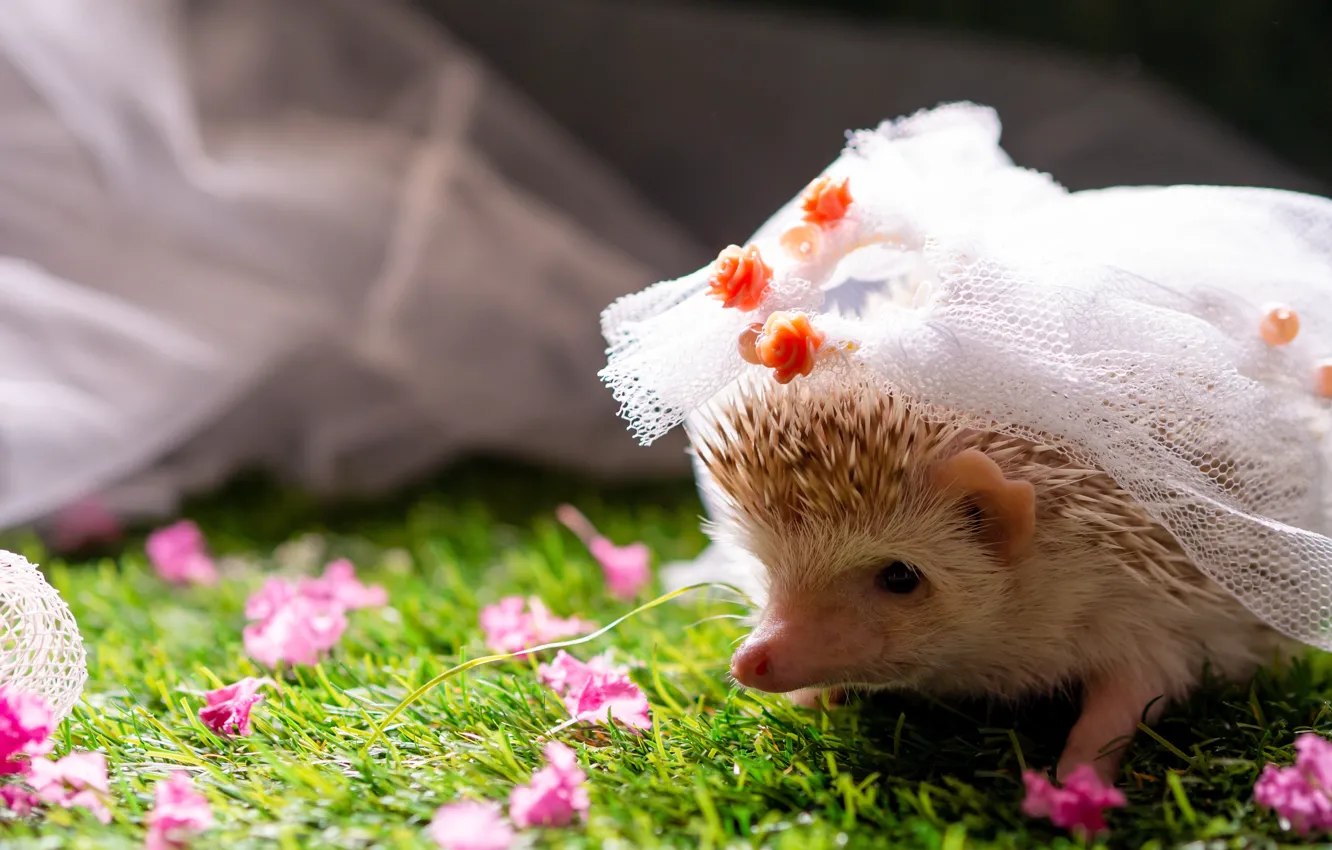 Photo wallpaper flowers, baby, hedgehog