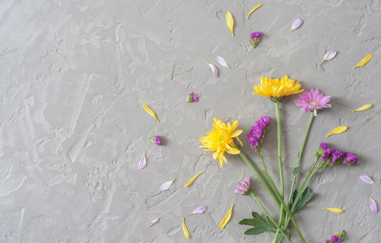 Photo wallpaper flowers, background, petals, chrysanthemum