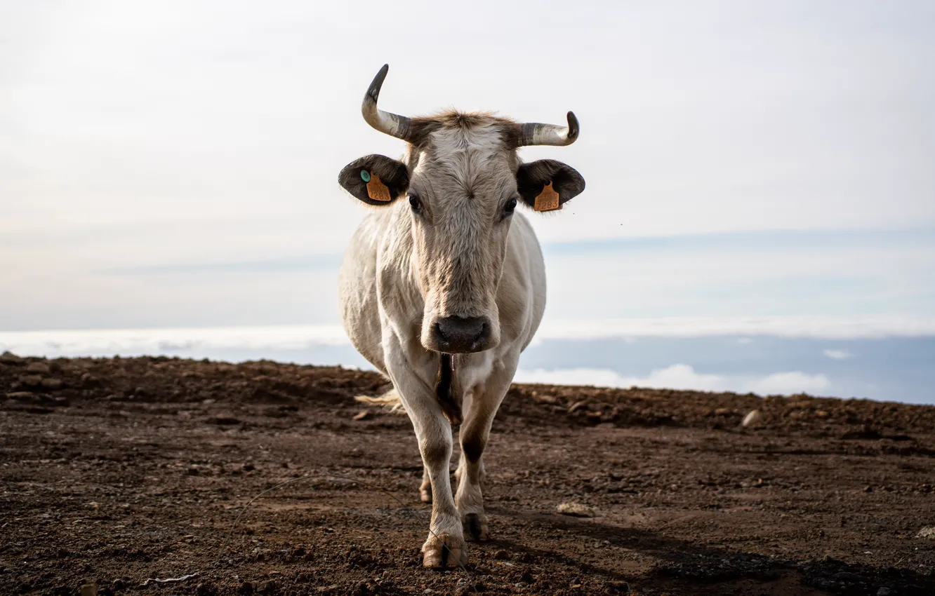 Photo wallpaper nature, cows, cattle