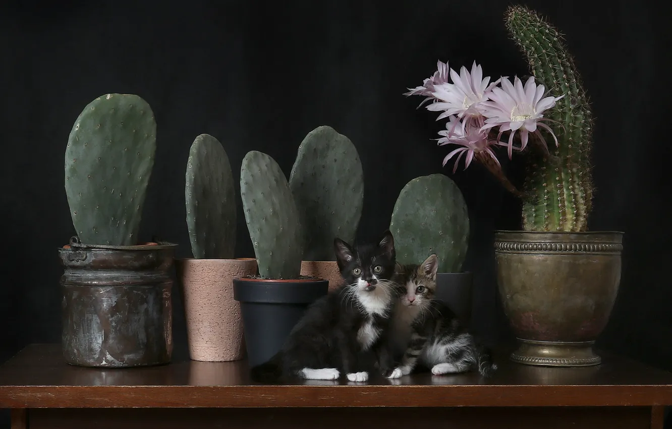 Photo wallpaper cat, flowers, table, black, cactus, pot, still life, kitty