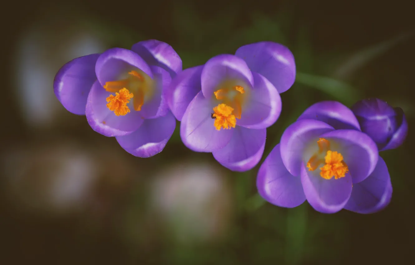 Photo wallpaper macro, background, petals, crocuses, trio, buds, saffron