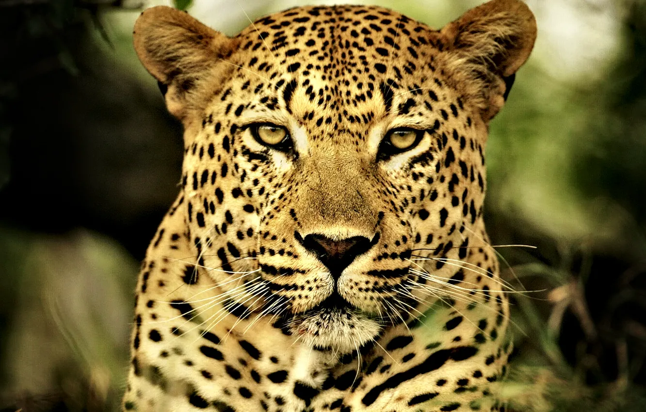 Photo wallpaper cat, Leopard, predator