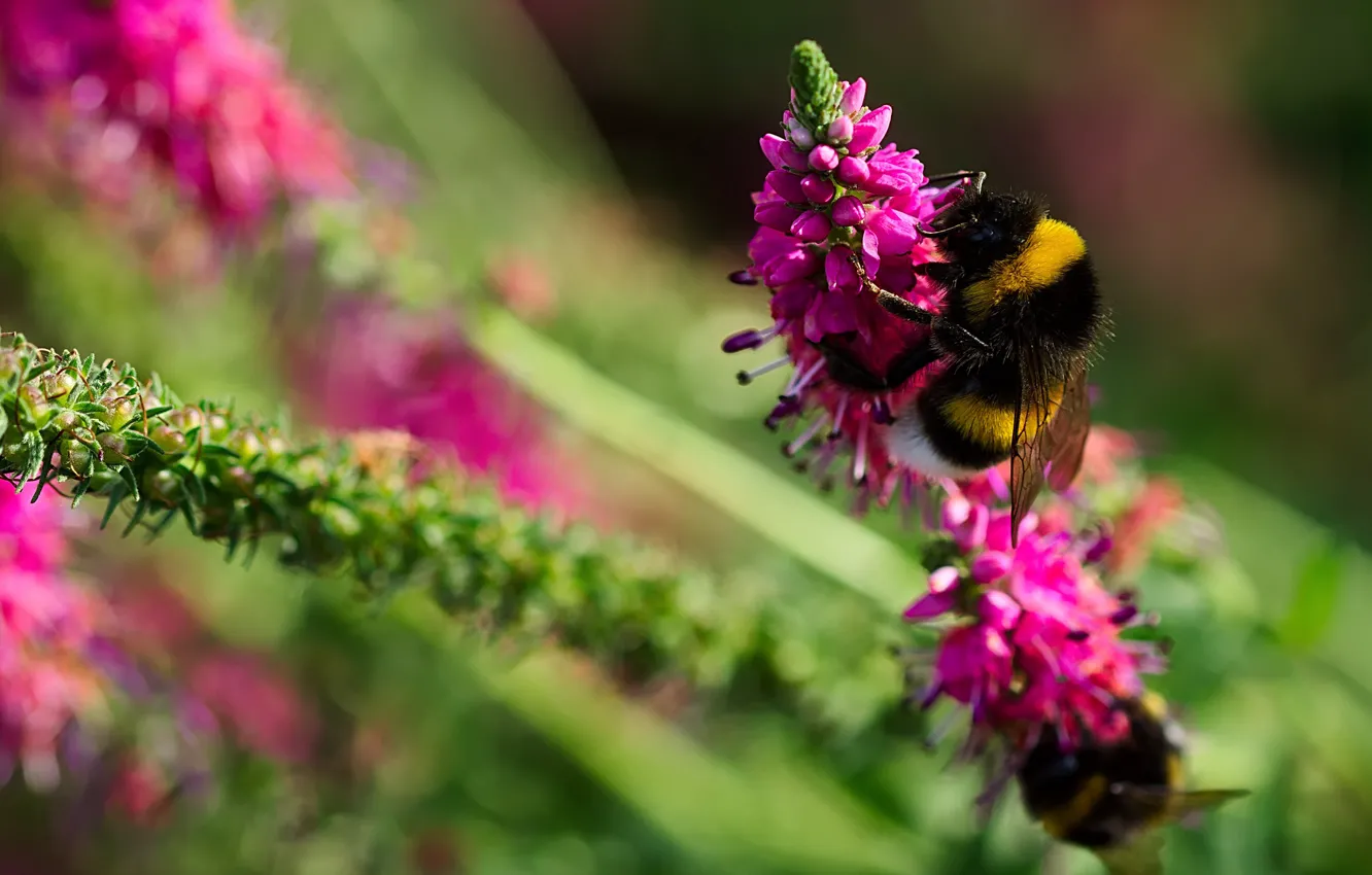 Photo wallpaper macro, bee, insect