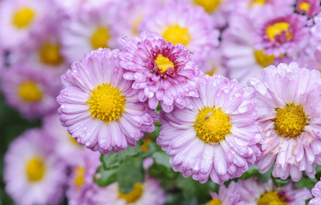 Photo wallpaper drops, macro, Daisy