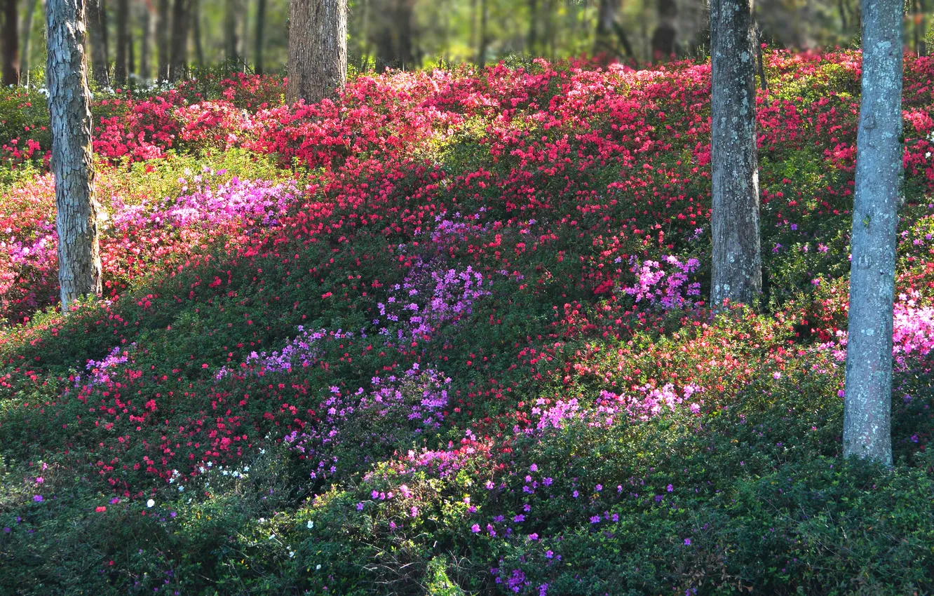 Photo wallpaper forest, summer, light, trees, flowers, Park, glade, slope
