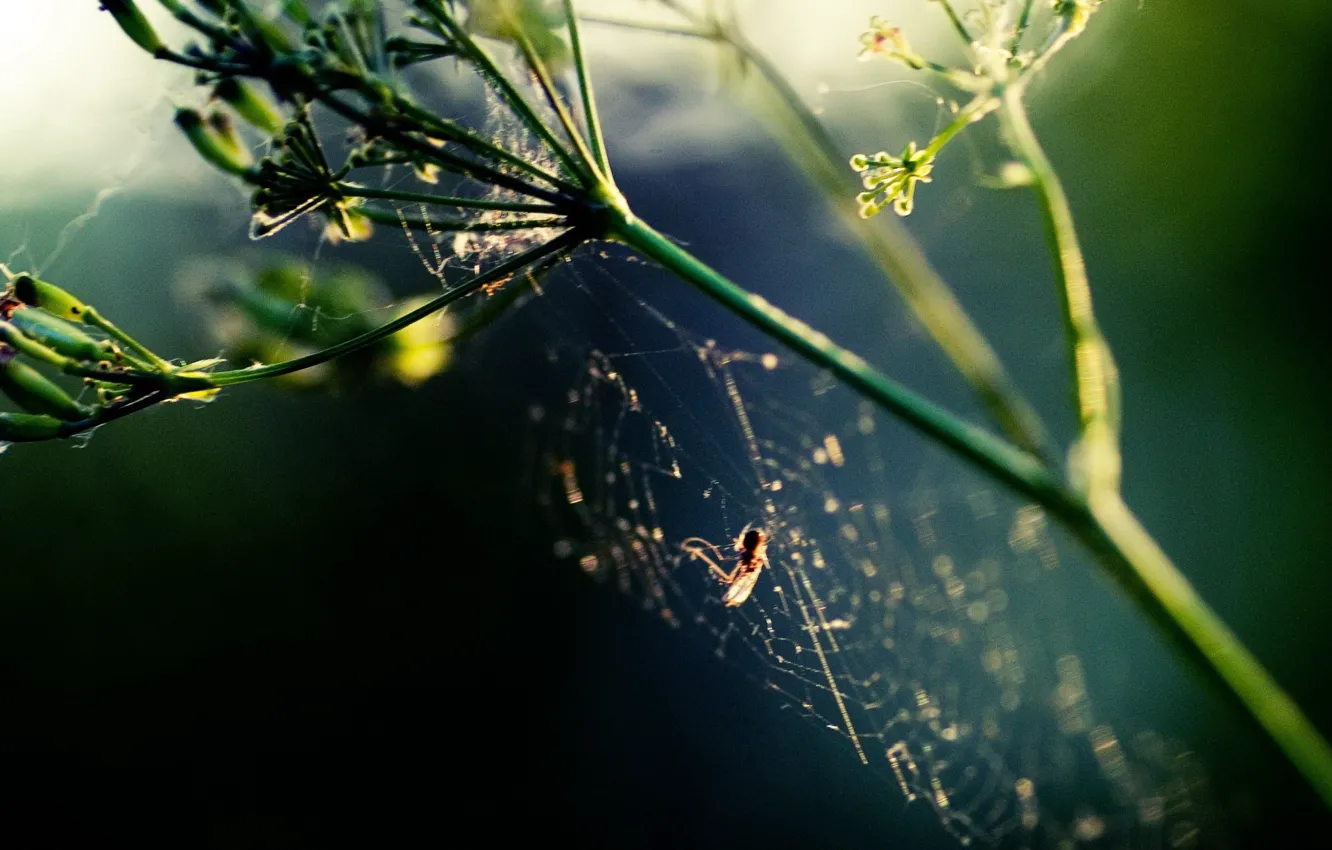 Photo wallpaper plant, web, Spider